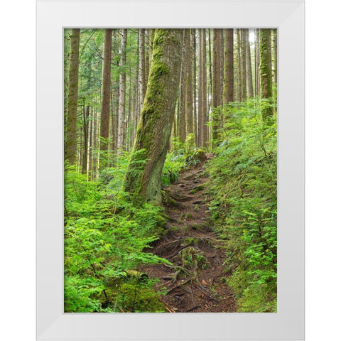 Washington State-Central Cascades Rainy Lake trail White Modern Wood Framed Art Print by Wild, Jamie and Judy