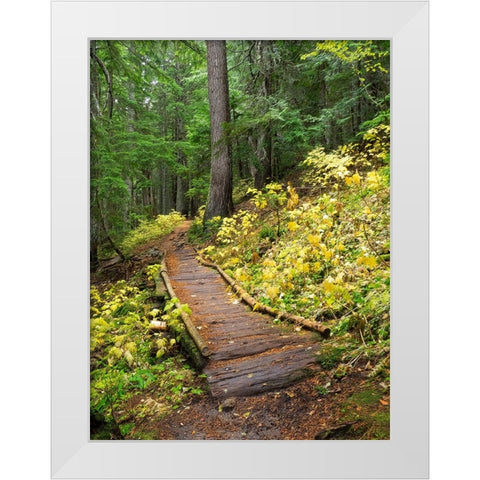 Washington State-Central Cascades Trail to Olallie Lake-old wooden section White Modern Wood Framed Art Print by Wild, Jamie and Judy