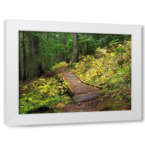 Washington State-Central Cascades Trail to Olallie Lake-old wooden section White Modern Wood Framed Art Print by Wild, Jamie and Judy