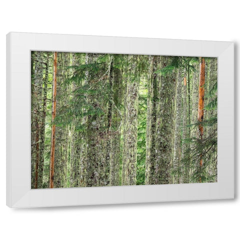 Washington State-Central Cascades Moss and lichen covered tree trunks White Modern Wood Framed Art Print by Wild, Jamie and Judy