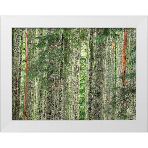 Washington State-Central Cascades Moss and lichen covered tree trunks White Modern Wood Framed Art Print by Wild, Jamie and Judy