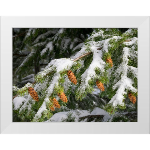 Washington State-Central Cascades Mount Washington-fir cones and snow White Modern Wood Framed Art Print by Wild, Jamie and Judy