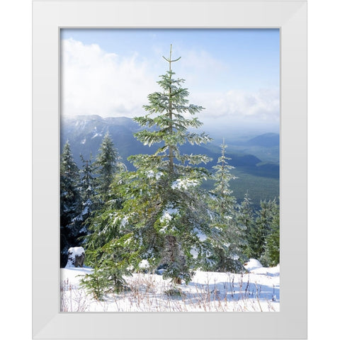 Washington State-Central Cascades Mount Washington-fir trees and snow White Modern Wood Framed Art Print by Wild, Jamie and Judy