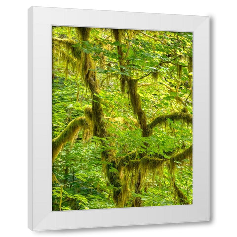 Washington State-Olympic National Park-Hoh Rain Forest White Modern Wood Framed Art Print by Wild, Jamie and Judy