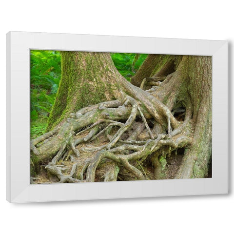 Washington State-Olympic National Park-Hoh Rain Forest-Hall of Mosses-intertwined tree roots White Modern Wood Framed Art Print by Wild, Jamie and Judy