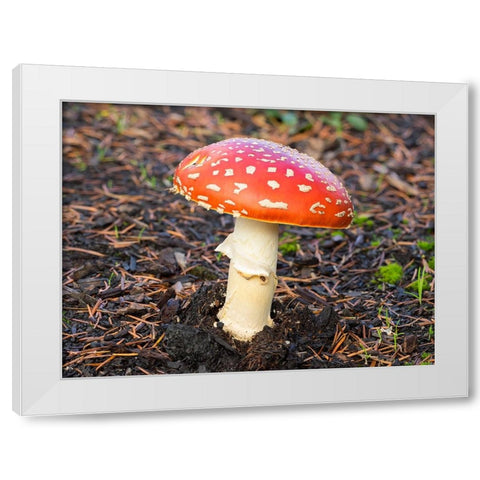 Washington State- Fly agaric mushroom. White Modern Wood Framed Art Print by Wild, Jamie and Judy