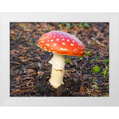 Washington State- Fly agaric mushroom. White Modern Wood Framed Art Print by Wild, Jamie and Judy