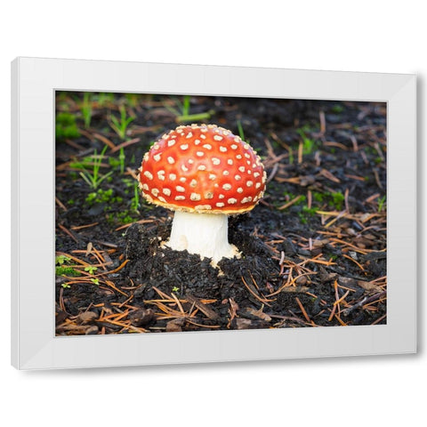 Washington State- Fly agaric mushroom. White Modern Wood Framed Art Print by Wild, Jamie and Judy