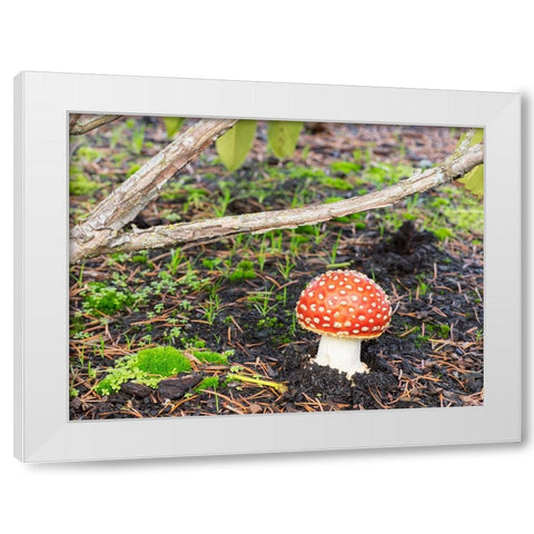 Washington State- Fly agaric mushroom. White Modern Wood Framed Art Print by Wild, Jamie and Judy