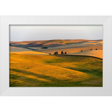Landscape of rolling wheat field at sunrise-Palouse-Washington State-USA White Modern Wood Framed Art Print by Su, Keren
