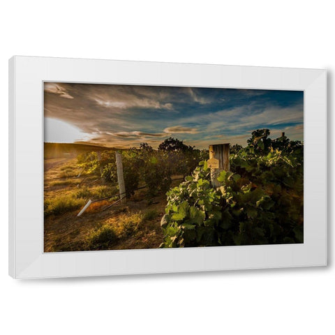 Morning light on rows of merlot White Modern Wood Framed Art Print by Duval, Richard