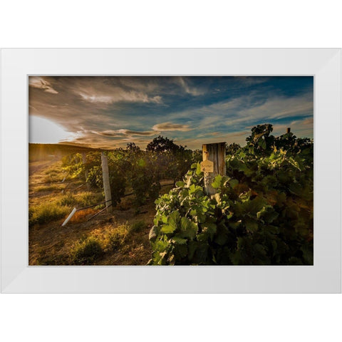 Morning light on rows of merlot White Modern Wood Framed Art Print by Duval, Richard