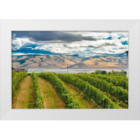 Washington State-Walla Walla Pepper Bridge Vineyard with Blue Mountains in the background White Modern Wood Framed Art Print by Duval, Richard
