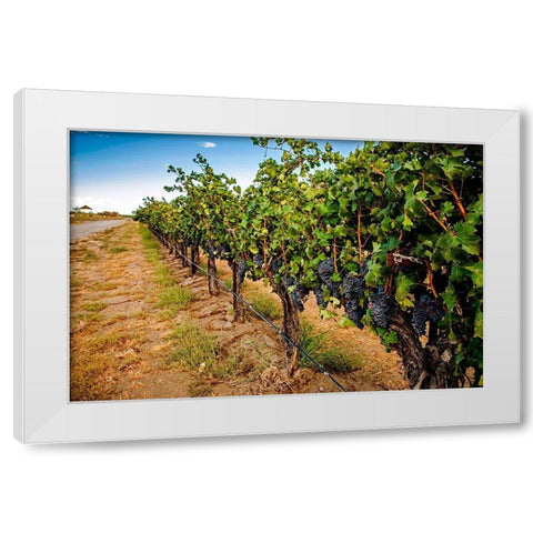 Washington State-Red Mountain Cabernet Sauvignon in Yakima Valley vineyard White Modern Wood Framed Art Print by Duval, Richard