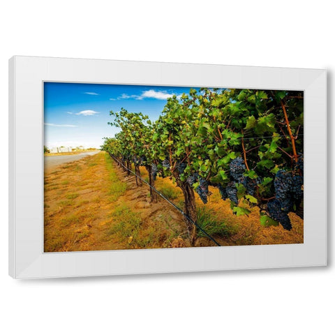 Washington State-Red Mountain Cabernet Sauvignon in Yakima Valley vineyard White Modern Wood Framed Art Print by Duval, Richard