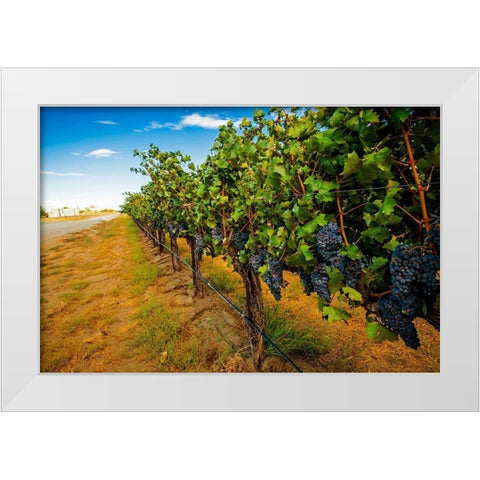 Washington State-Red Mountain Cabernet Sauvignon in Yakima Valley vineyard White Modern Wood Framed Art Print by Duval, Richard