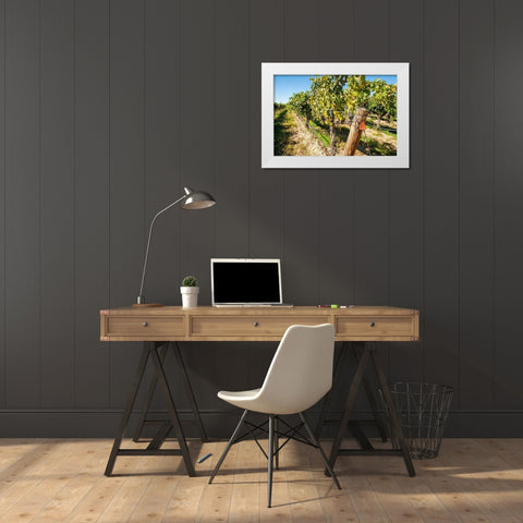Washington State-Columbia Valley Old vine cabernet at Gamache Vineyard White Modern Wood Framed Art Print by Duval, Richard