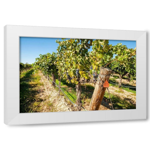 Washington State-Columbia Valley Old vine cabernet at Gamache Vineyard White Modern Wood Framed Art Print by Duval, Richard