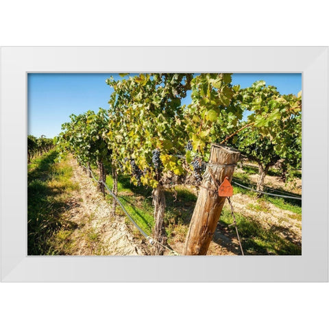 Washington State-Columbia Valley Old vine cabernet at Gamache Vineyard White Modern Wood Framed Art Print by Duval, Richard