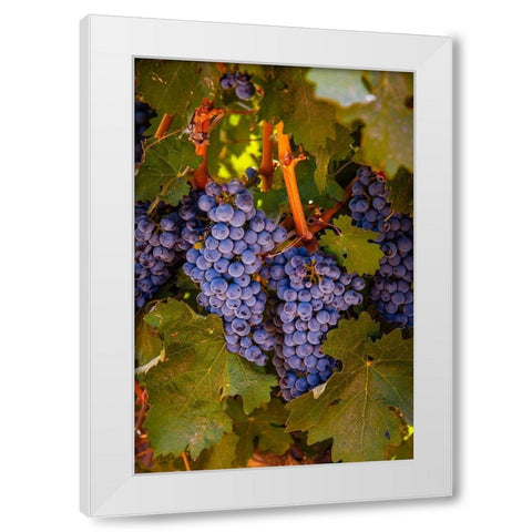 Washington State-Walla Walla Clusters of Cabernet Sauvignon gather sunlight hours before harvest White Modern Wood Framed Art Print by Duval, Richard