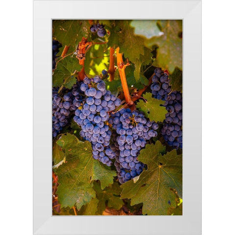 Washington State-Walla Walla Clusters of Cabernet Sauvignon gather sunlight hours before harvest White Modern Wood Framed Art Print by Duval, Richard