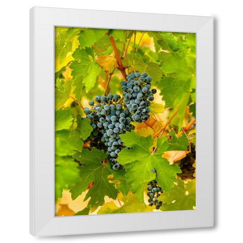 Washington State-Red Mountain Clusters of Syrah grapes in Yakima Valley vineyard White Modern Wood Framed Art Print by Duval, Richard