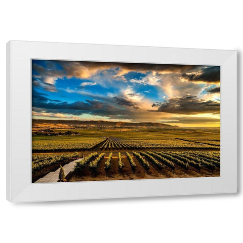Washington State-Red Mountain Red Mountain vineyards at dusk with dramatic sky White Modern Wood Framed Art Print by Duval, Richard