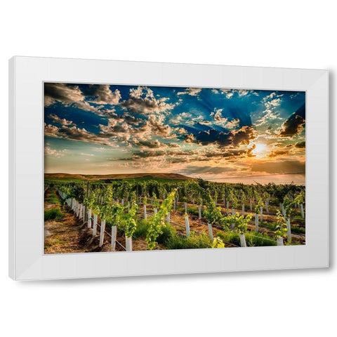 Washington State-Yakima Valley Sunrise on a Red Mountain vineyard White Modern Wood Framed Art Print by Duval, Richard