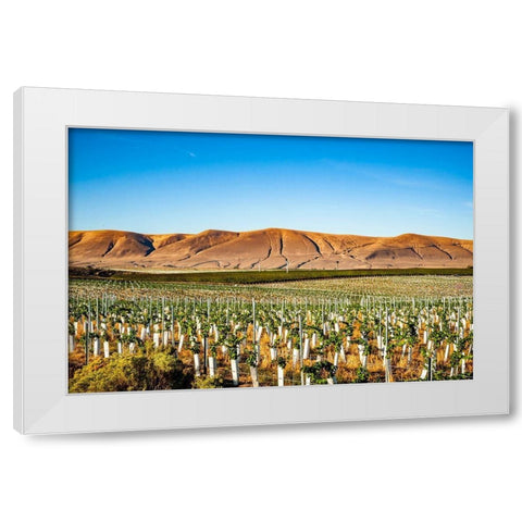 Washington State-Red Mountain New vine planting in a vineyard on Red Mountain White Modern Wood Framed Art Print by Duval, Richard