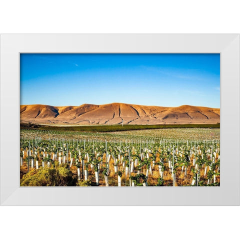 Washington State-Red Mountain New vine planting in a vineyard on Red Mountain White Modern Wood Framed Art Print by Duval, Richard