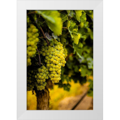 Washington State-Pasco Clusters of Sauvignon Blanc grapes White Modern Wood Framed Art Print by Duval, Richard