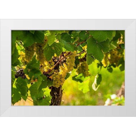 Washington State-Pasco Clusters of Sauvignon Blanc grapes White Modern Wood Framed Art Print by Duval, Richard
