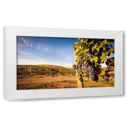Washington State-Yakima Valley Clusters of Cabernet Sauvignon at Yakima Valley vineyard White Modern Wood Framed Art Print by Duval, Richard