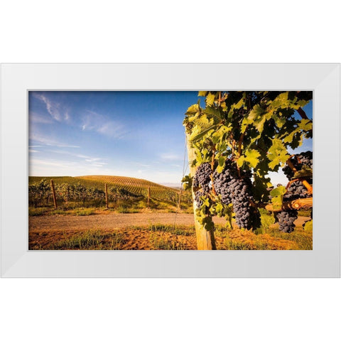 Washington State-Yakima Valley Clusters of Cabernet Sauvignon at Yakima Valley vineyard White Modern Wood Framed Art Print by Duval, Richard