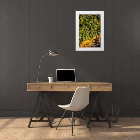 Washington State-Zillah Harvest of rows of Cabernet Sauvignon in a Yakima Valley vineyard White Modern Wood Framed Art Print by Duval, Richard