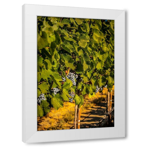 Washington State-Zillah Harvest of rows of Cabernet Sauvignon in a Yakima Valley vineyard White Modern Wood Framed Art Print by Duval, Richard