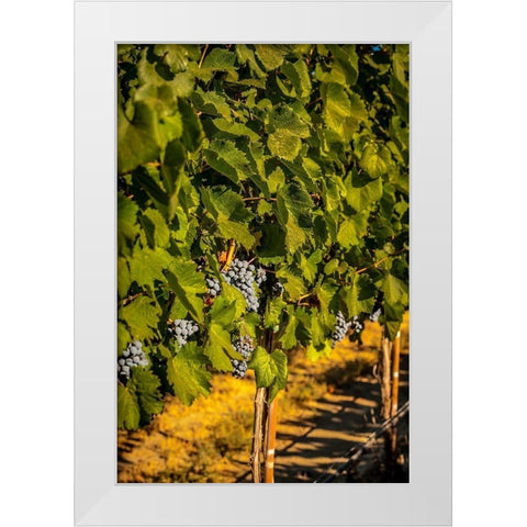 Washington State-Zillah Harvest of rows of Cabernet Sauvignon in a Yakima Valley vineyard White Modern Wood Framed Art Print by Duval, Richard