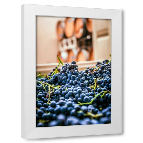 Washington State-Woodinville Clusters of Cabernet Sauvignon sit in bins in a winery White Modern Wood Framed Art Print by Duval, Richard