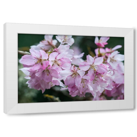 Washington State-Bellevue Cherry blossoms White Modern Wood Framed Art Print by Tilley, Rob