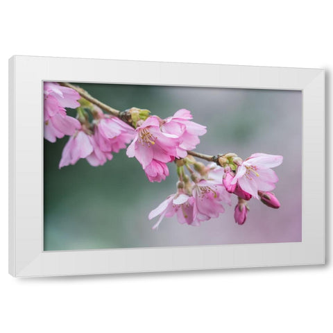 Washington State-Bellevue Cherry blossoms White Modern Wood Framed Art Print by Tilley, Rob