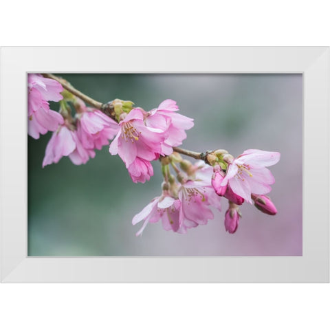 Washington State-Bellevue Cherry blossoms White Modern Wood Framed Art Print by Tilley, Rob