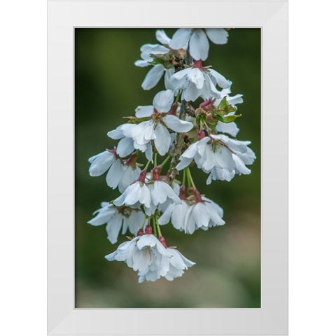 Washington State-Bellevue Cherry blossoms White Modern Wood Framed Art Print by Tilley, Rob