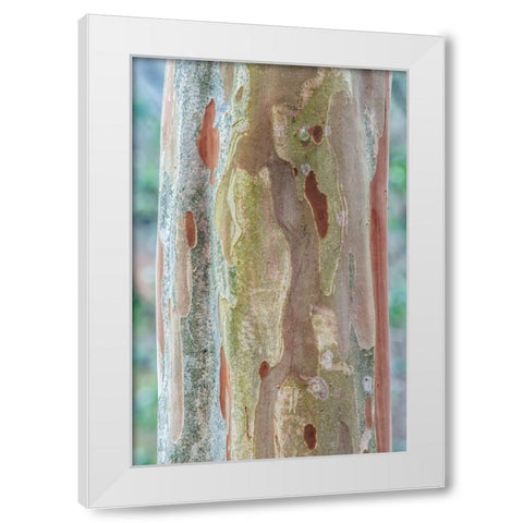 Washington State-Bellevue Crape Myrtle trunk White Modern Wood Framed Art Print by Tilley, Rob