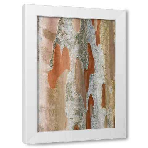 Washington State-Bellevue Crape Myrtle trunk White Modern Wood Framed Art Print by Tilley, Rob