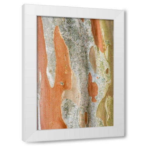 Washington State-Bellevue Crape Myrtle trunk White Modern Wood Framed Art Print by Tilley, Rob