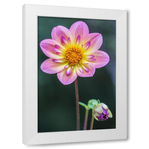 Washington State-Bellevue Dahlia White Modern Wood Framed Art Print by Tilley, Rob
