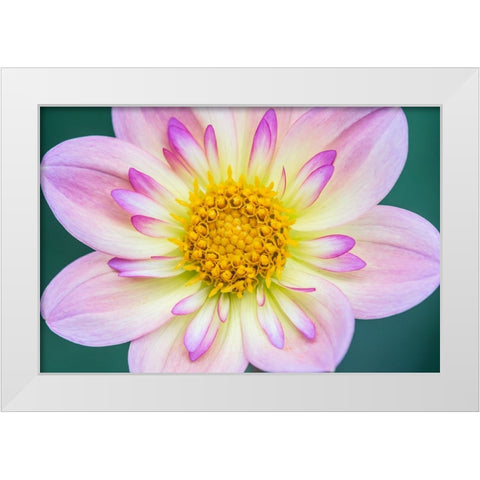 Washington State-Bellevue Dahlia White Modern Wood Framed Art Print by Tilley, Rob