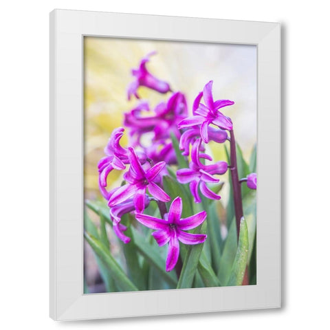 Washington State-Bellevue Hyacinth White Modern Wood Framed Art Print by Tilley, Rob