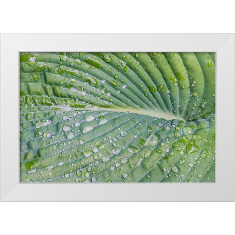 Washington State-Bellevue Water drops on hosta White Modern Wood Framed Art Print by Tilley, Rob