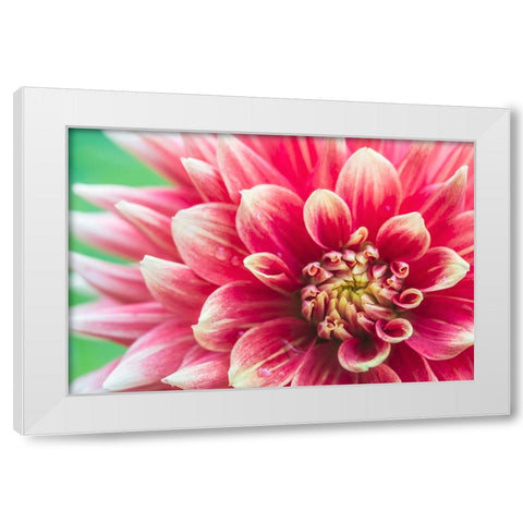 Washington State-Seattle Dahlia White Modern Wood Framed Art Print by Tilley, Rob